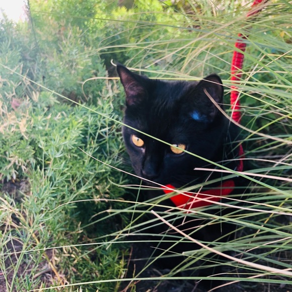 Meet your Posher, Renna - Picture 1 of 3